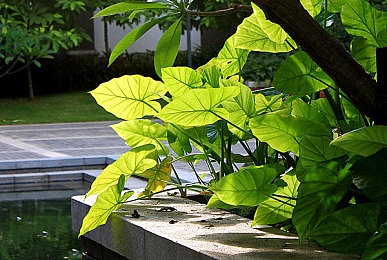 一个 上面一个下边啃B｜探寻千年农耕智慧：“一个上面一个下边啃B”种植法的历史与现代农业启示-3